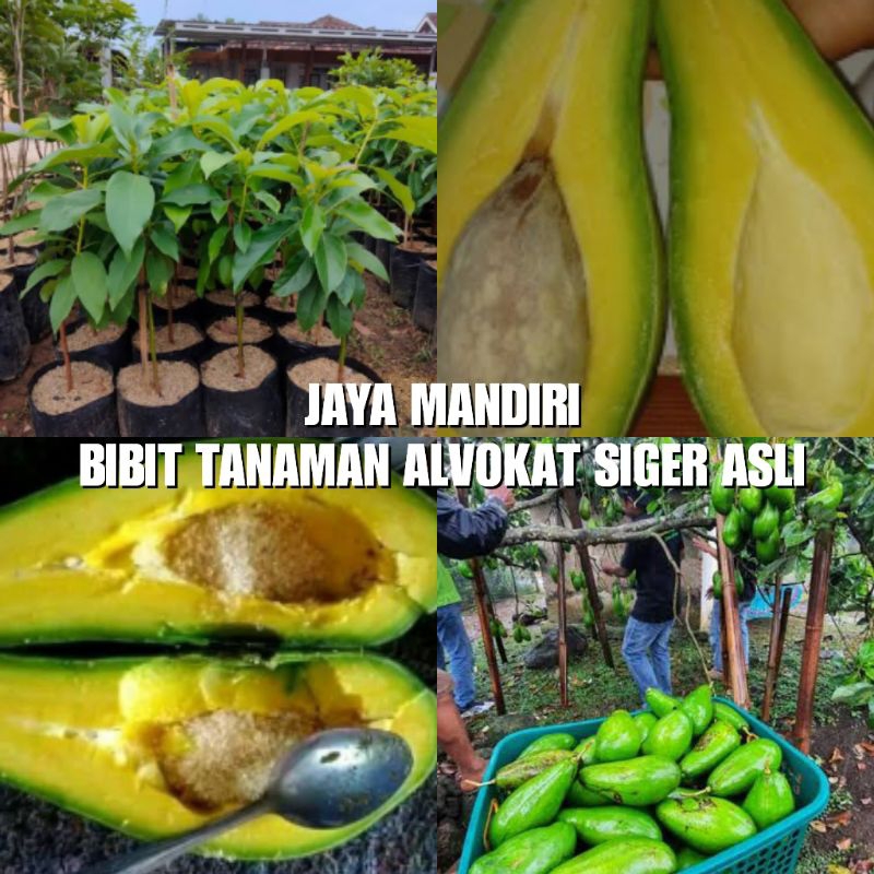 BIBIT ALPUKAT SIGER SUPER (BIBIT ALPOKAT SIGER)