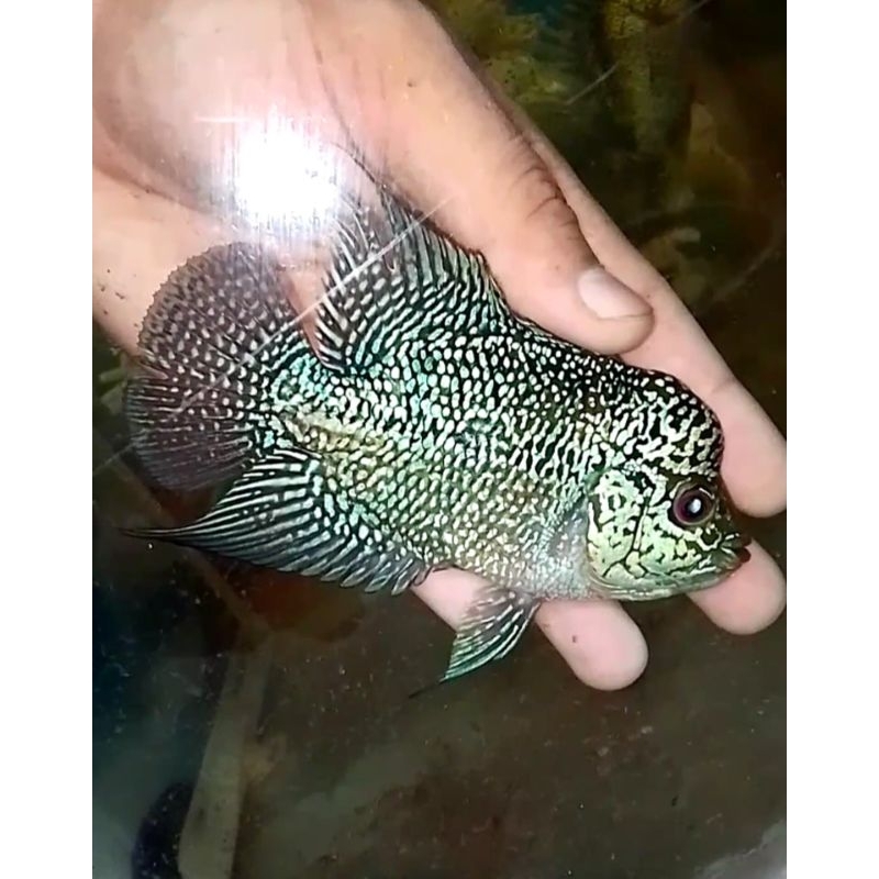 Lohan cencu (Jantan)