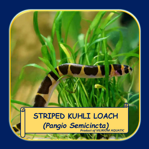 IKAN HIAS AIR TAWAR - STRIPED KUHLI LOACH / BANDED KUHLI LOACH