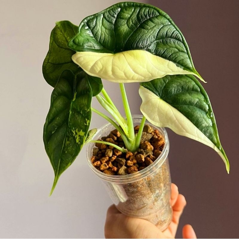 Tanaman Hias Alocasia Dragon Scale Albo Varigata/Alocasia Dragon Varigata/ Tanaman hias mini/ Bunga 