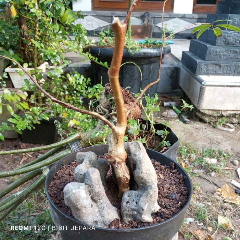 BONSAI ANGGUR BRAZIL JENIS FRECO