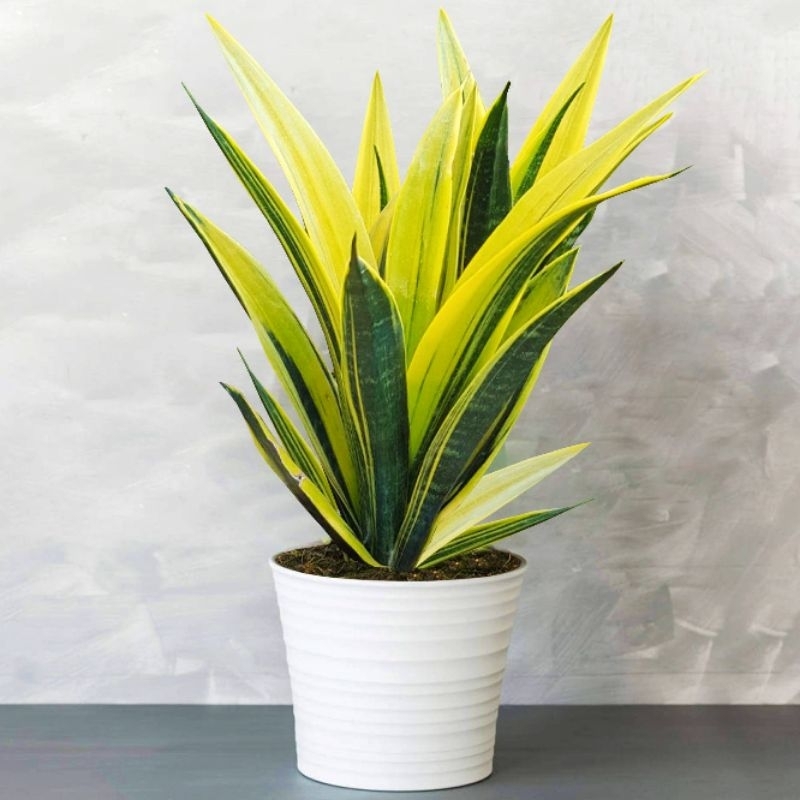 Sensivera golden flame