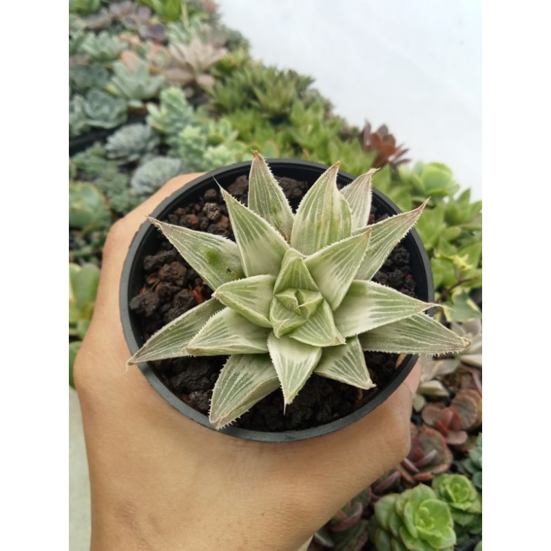 Haworthia silver pot8cm