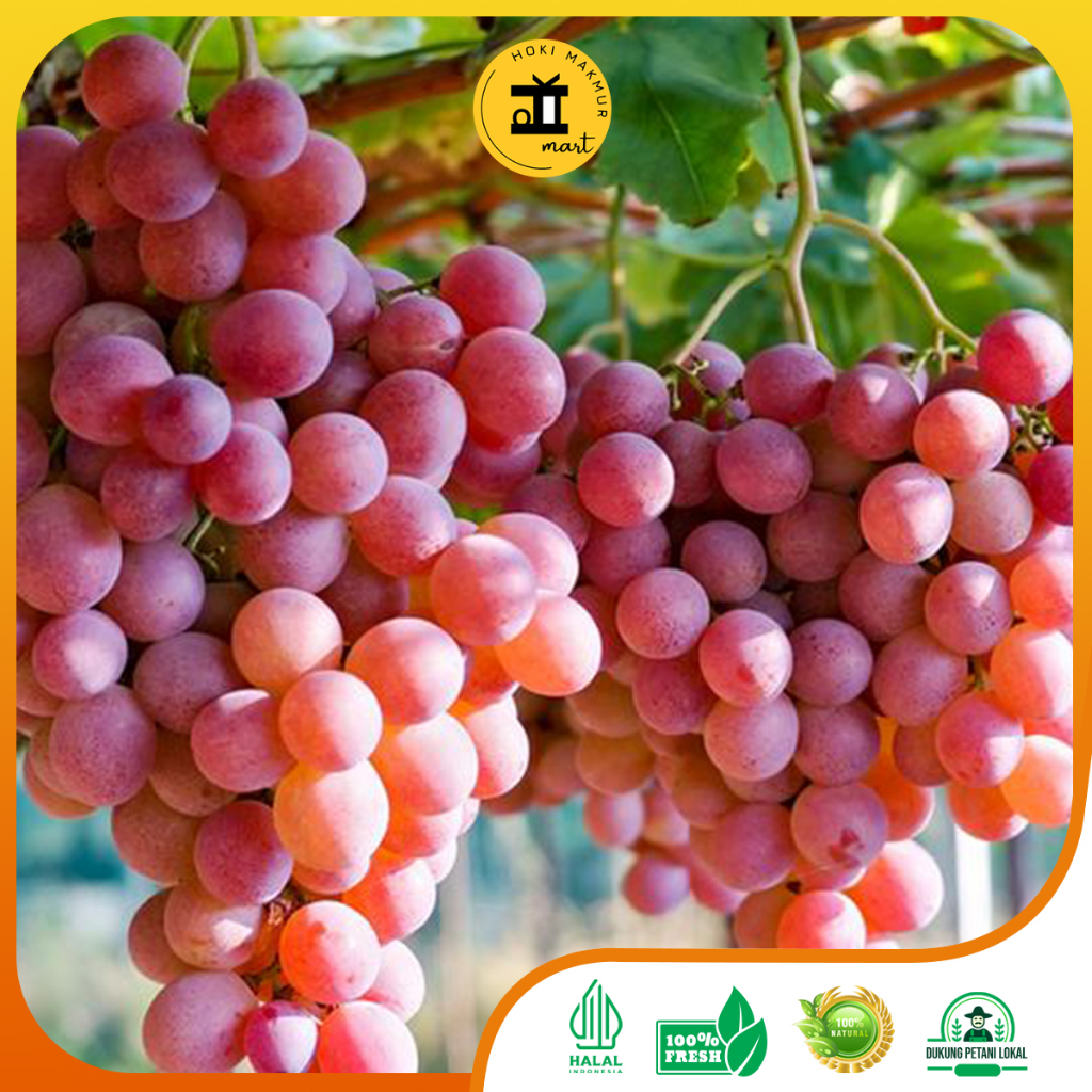 

ANGGUR UNGU PREMIUM 1 KG | RED GRAPE PREMIUM 1 KG | ANGGUR MERAH 1 KG