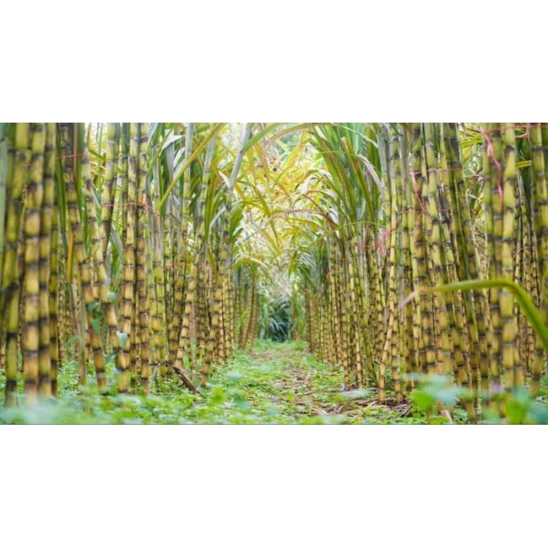 

10kg TEBU KUNING MANIS