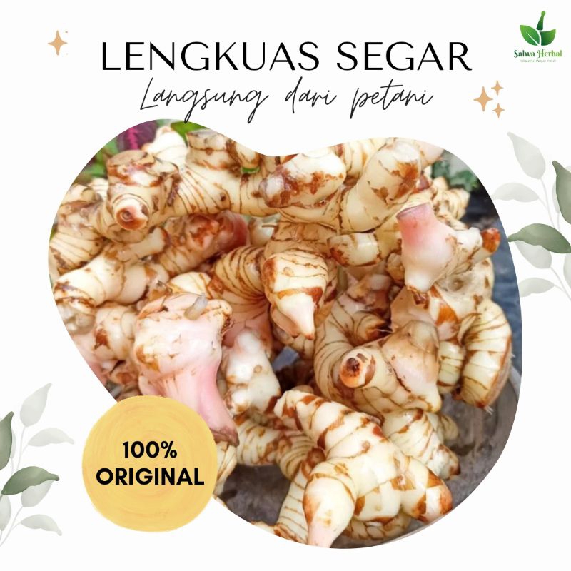 

Lengkuas / Laos Segar 1kg