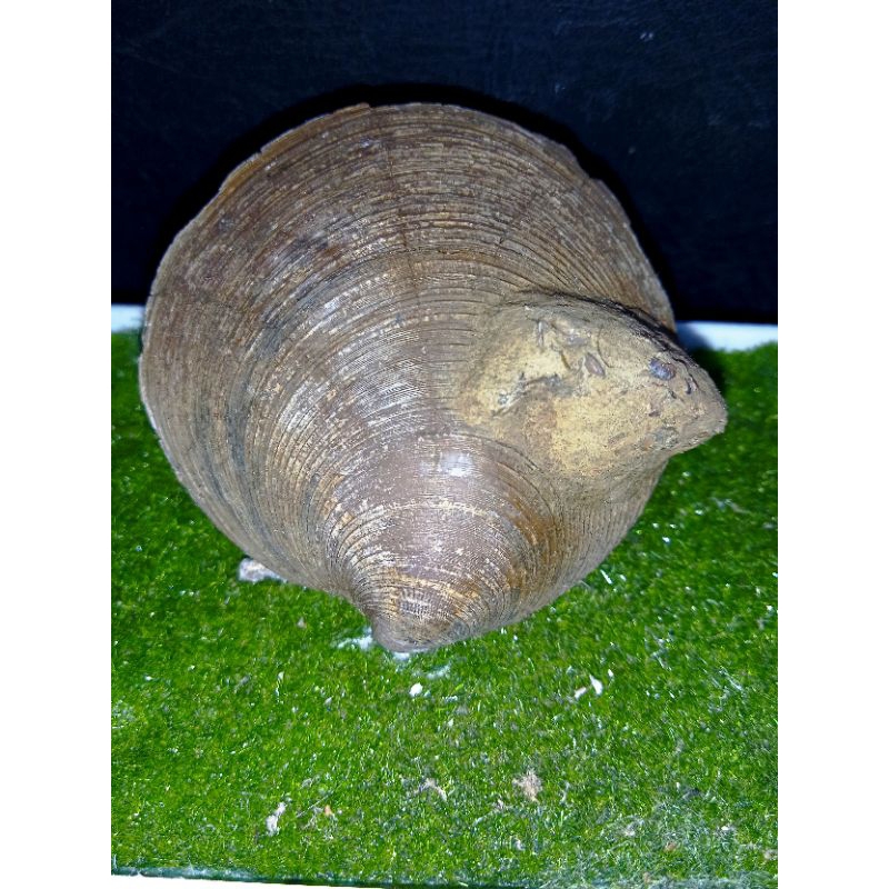 fosil kerang mutiara