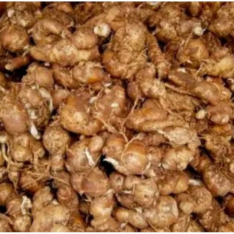 

Kencur asli organik berat 100g bumbu seblak