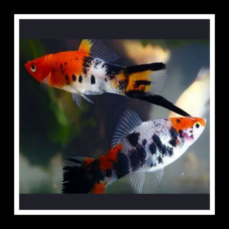 HIASAN PLATY SANKE