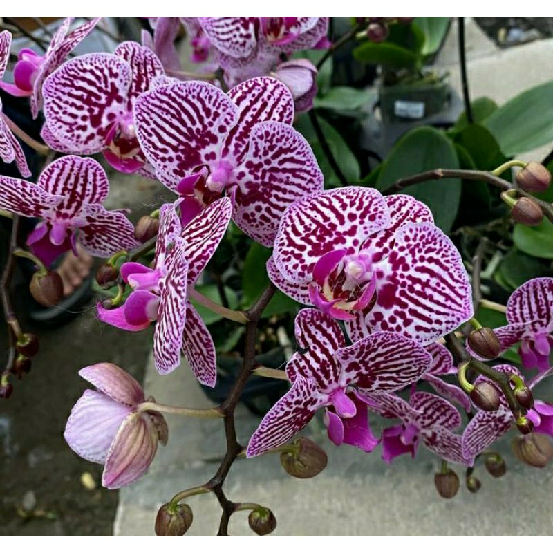 Anggrek Bulan spike Dewasa Phal Fc little zebra - Anggrek Bulan Dewasa spike Siap berbunga