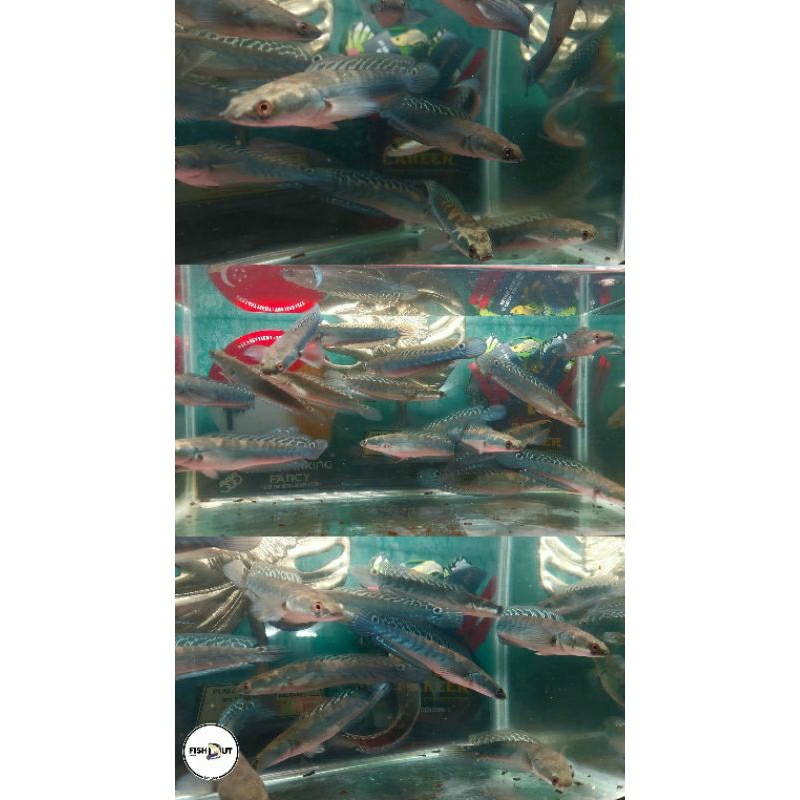 Chana YS batik size 14-15 cm