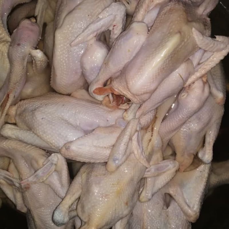 

AYAM KAMPUNG KUB FRESH 1 KG - 1,3 KG