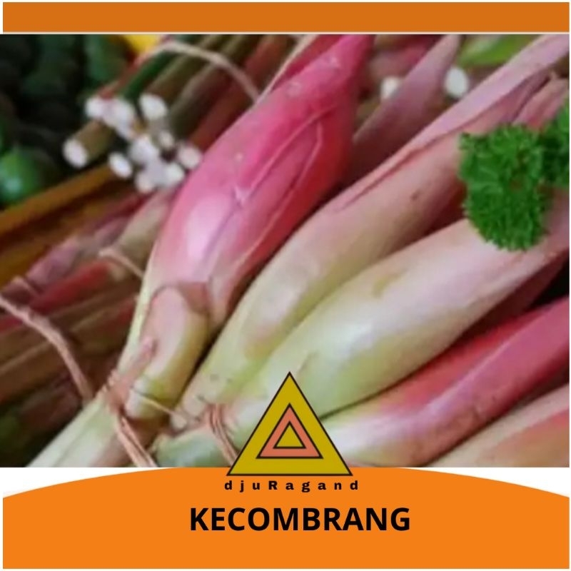 

KECOMBRANG FRESH