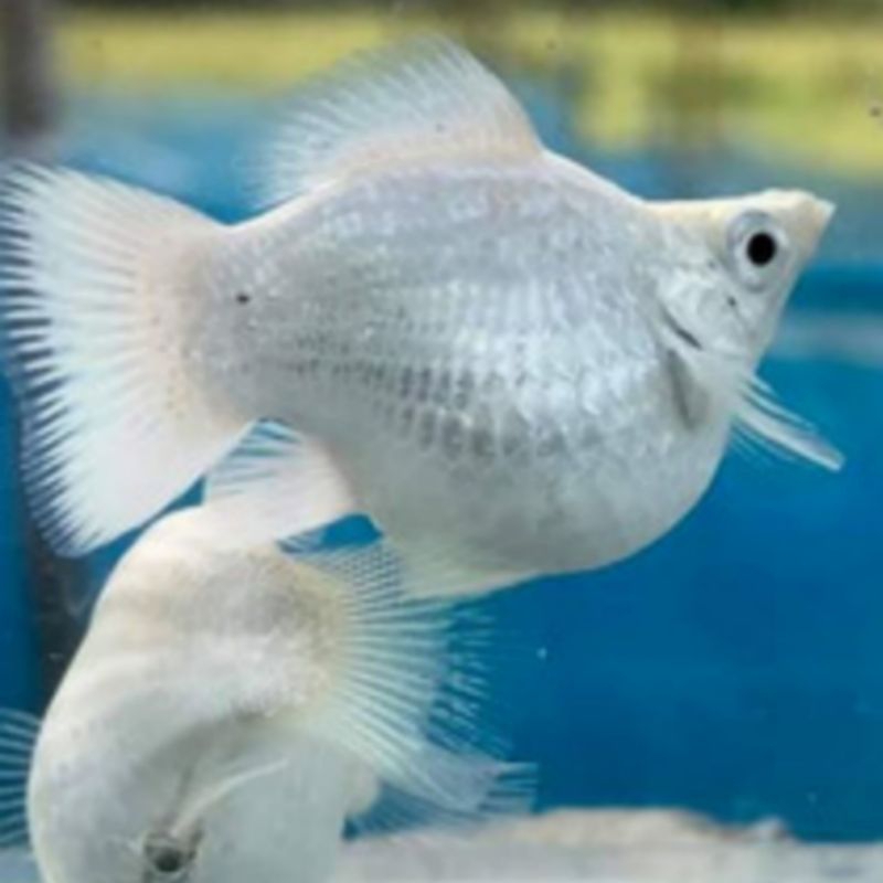 HIASAN AQUARIUM BETINA MOLLY PLATINUM