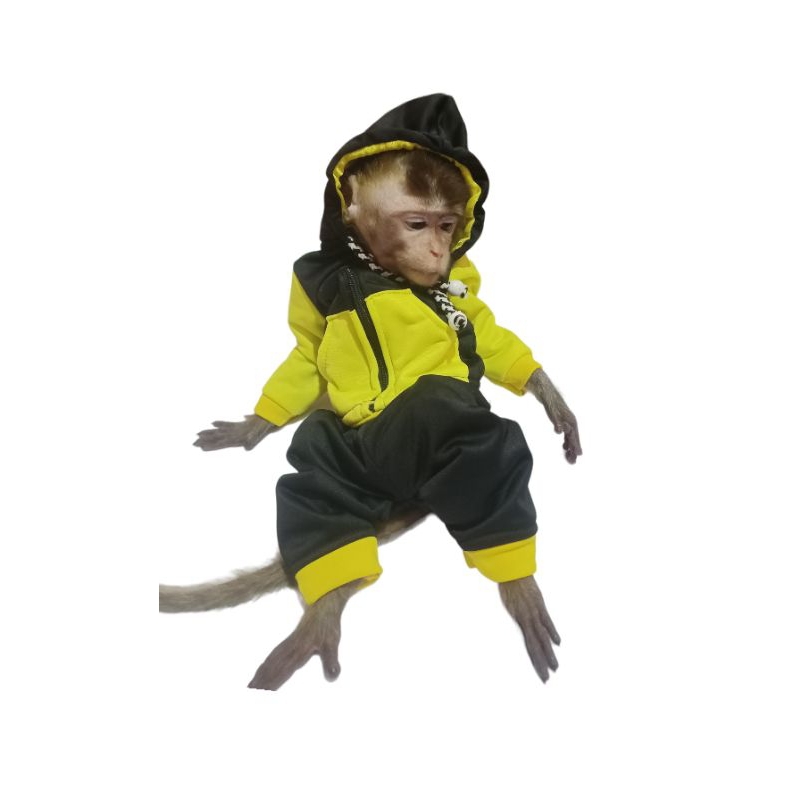 Hoodie untuk hewan monpai/beruk/lutung
