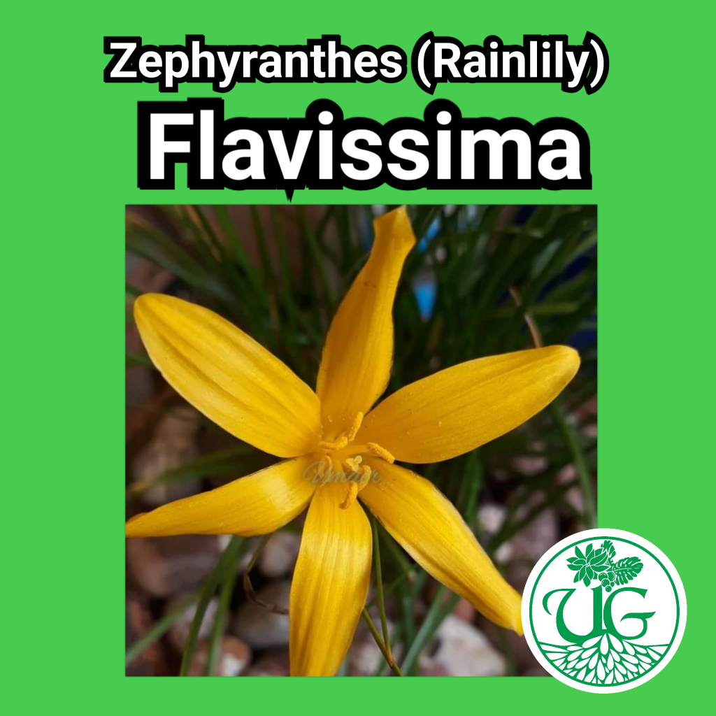 Umbi zephyranthes Flavisima( zephyranthes / Rain lily )