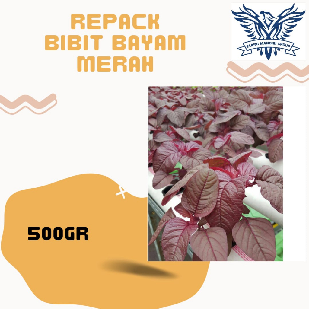 REPACK Benih BAYAM MERAH 500gr Bibit Sayuran Berkualitas Unggul