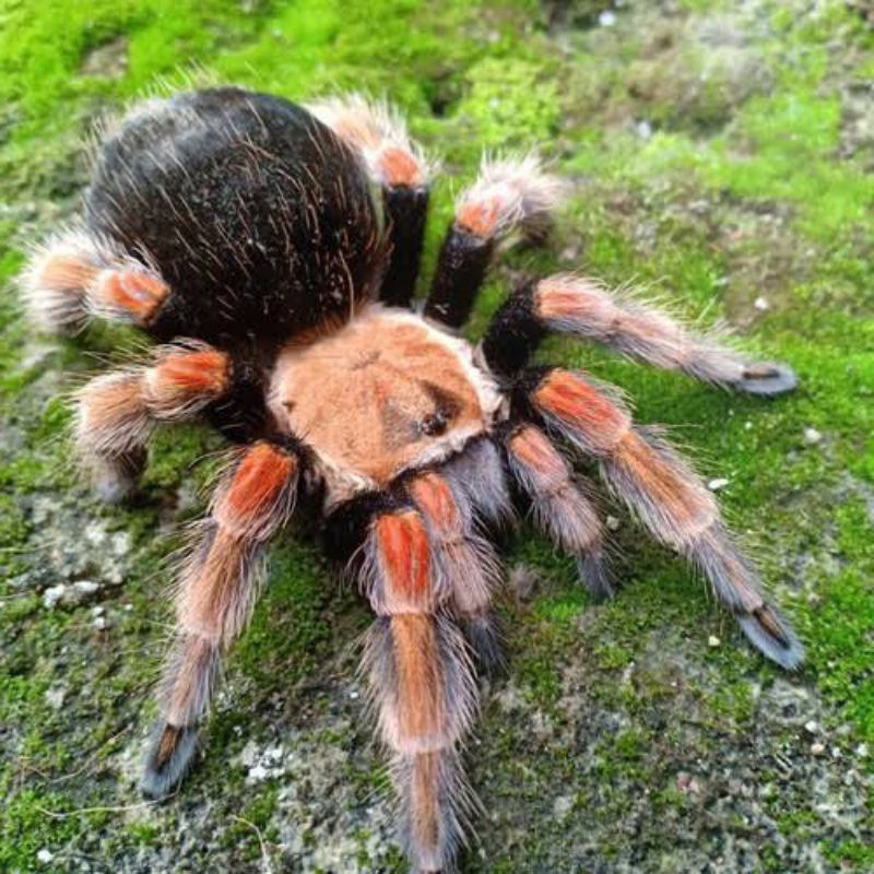 Tarantula Brachypelma Boehmei