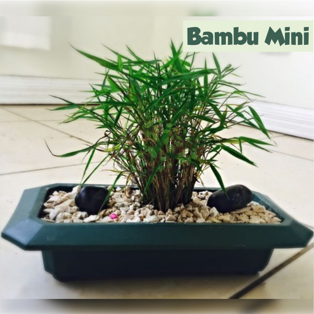 Tanaman Bambu Mini / Tanaman Bambu Mikro Thailand Tanaman Hias Mini Esthetic