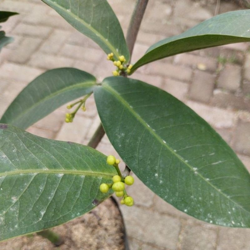 Bibit Jambu Air Berbunga