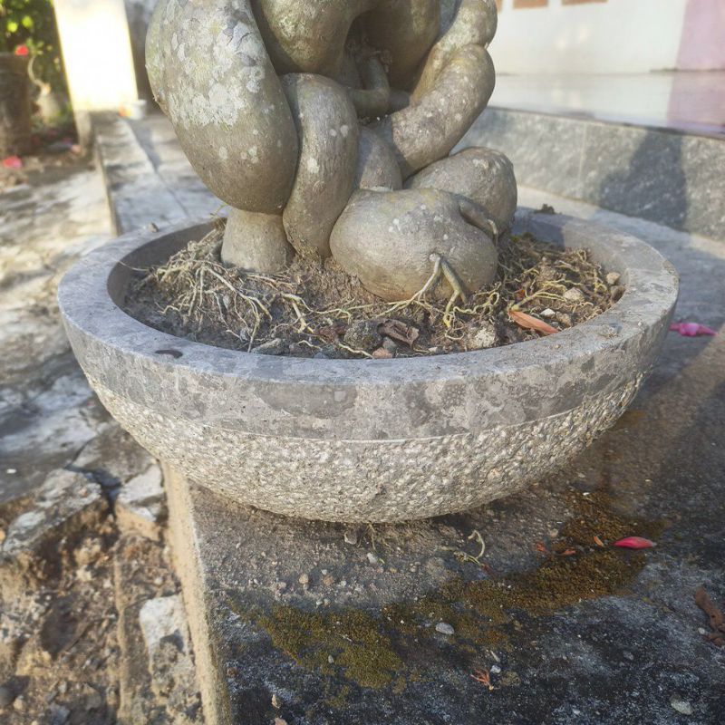 POT BONSAI MARMER PREMIUM