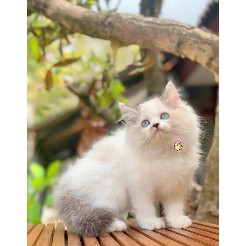 RAGDOLL PURE FEMALE NONPED