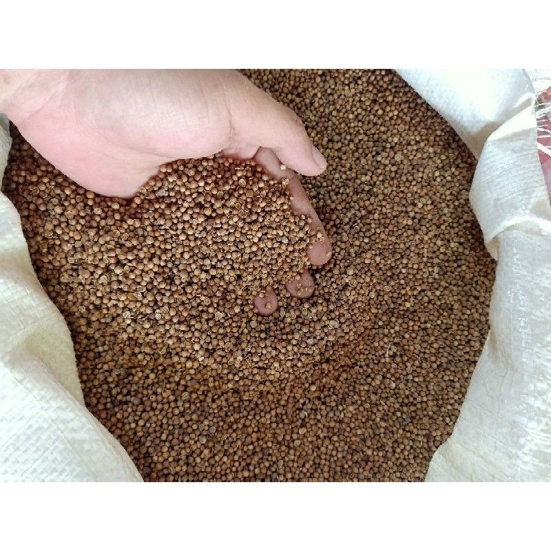 

ketumbar alami ori premium tumbar hitam bumbu dapur coriander seeds