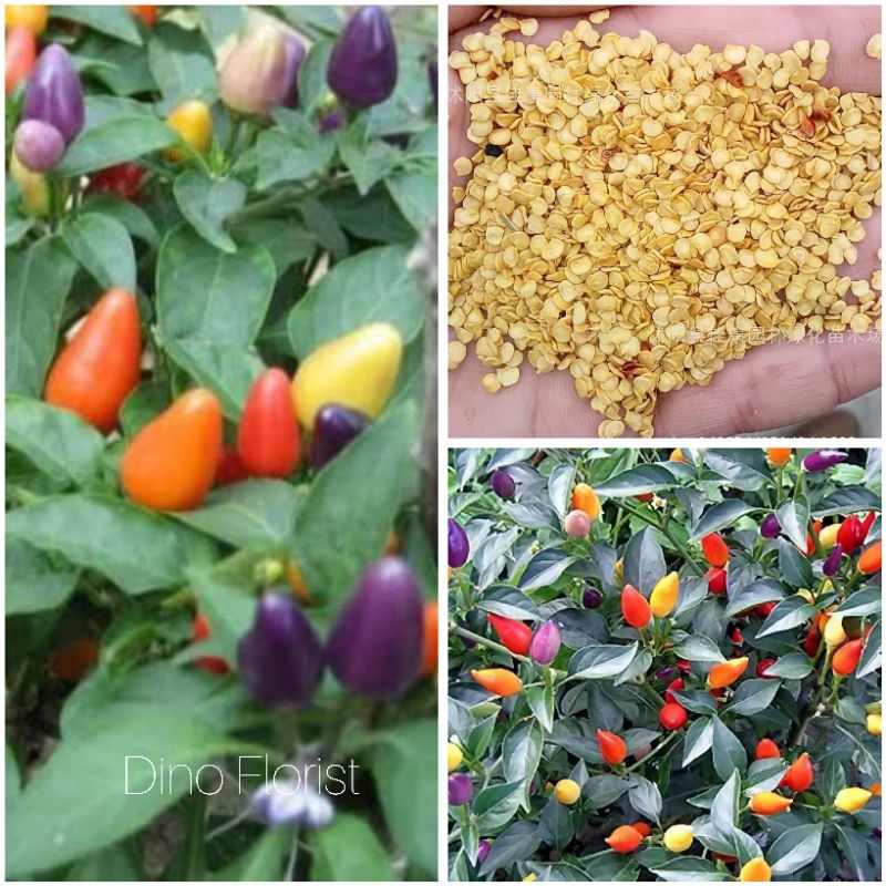 10 Biji Benih Cabai Pelangi / Cabe / Lombok Pelangi / Cabai Rainbow