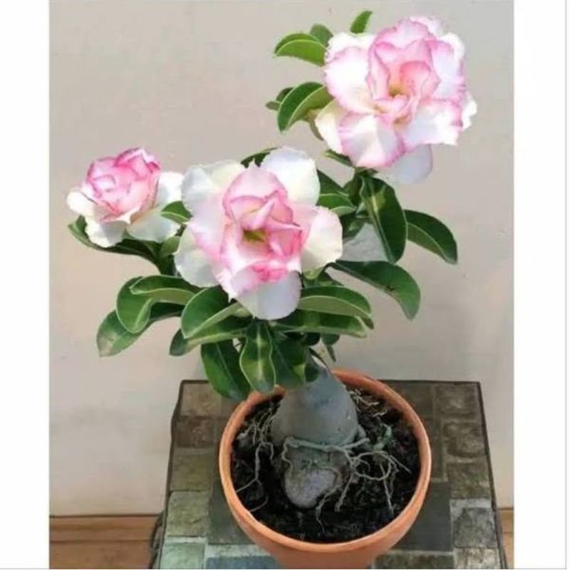 bibit adenium/Kamboja jepang bunga putih pink