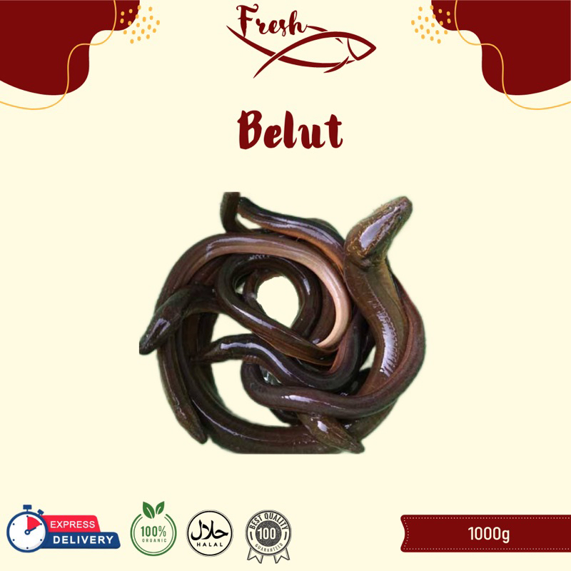 

BELUT HIDUP 1kg