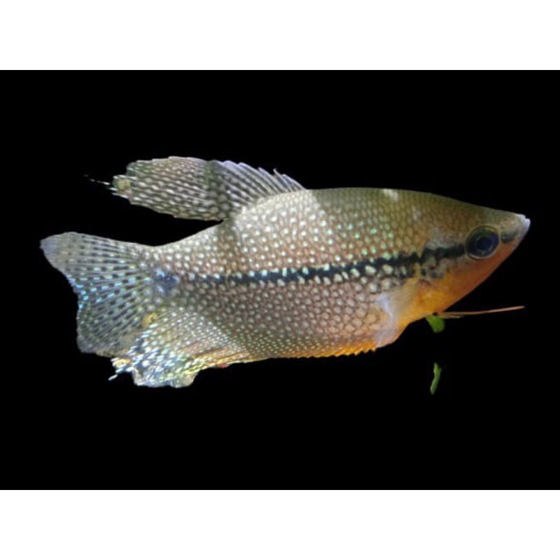 sepat mutiara pearl gourame