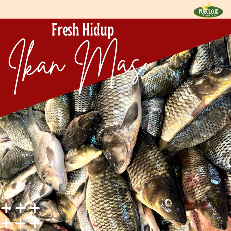 

ikan mas hidup 1kg segar bandung