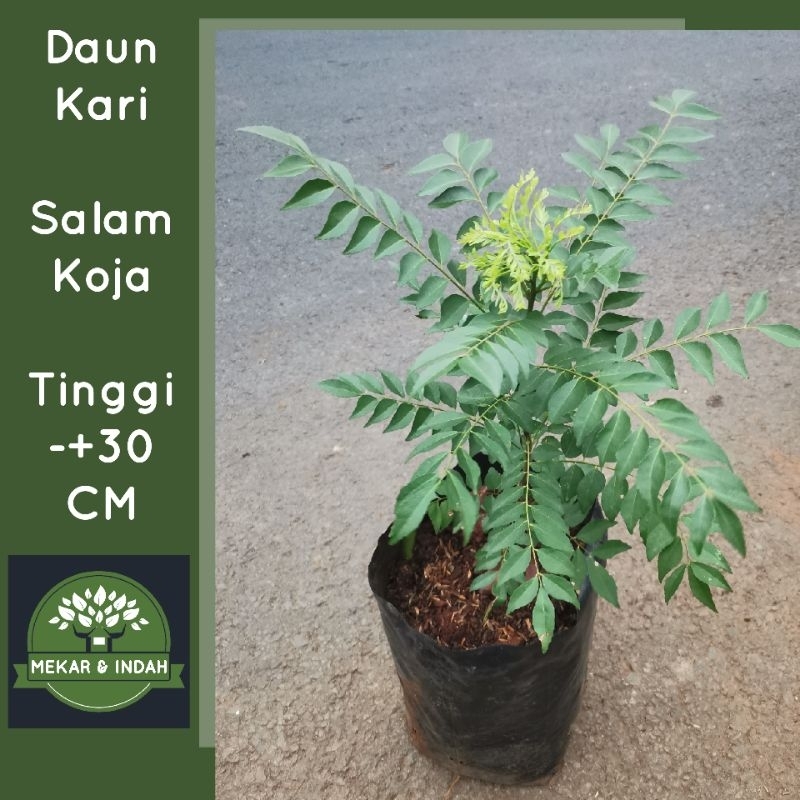 bibit pohon daun kari, salam koja, tanaman salam koja, daun kari