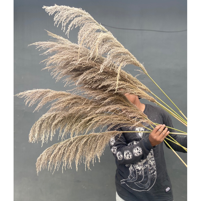 Pampas bulu , bunga kering Pampas  bulu halus kualitas terbaik