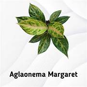 tanaman hias aglaonema margaret