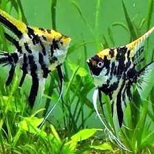 Ornamen Ikan Manfis isi 5 hiasan aquarium cantik