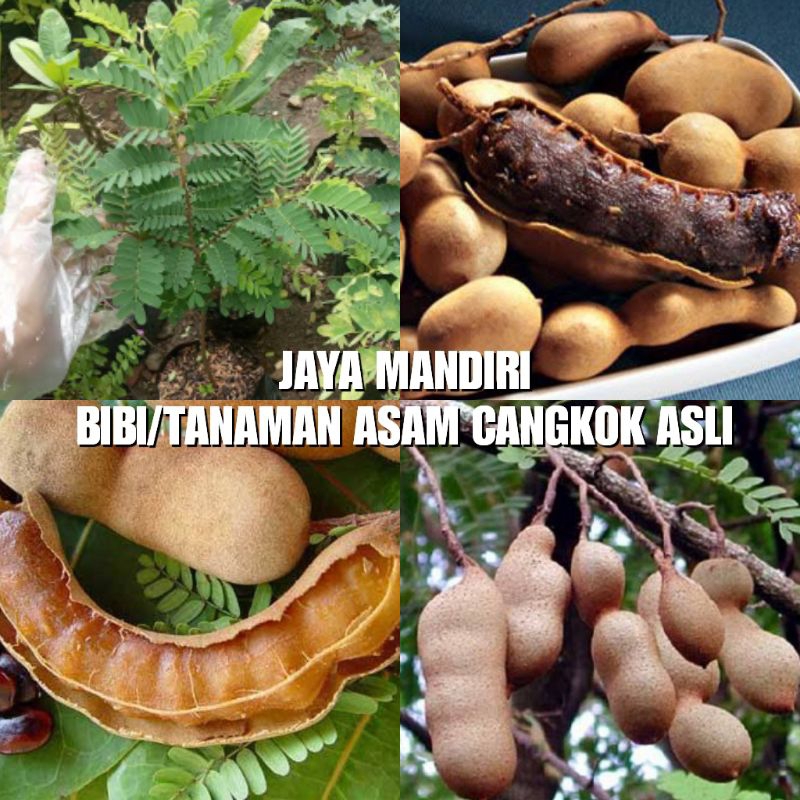 BIBIT ASAM JAWA SUPER (ASEM JAWA) CANGKOK