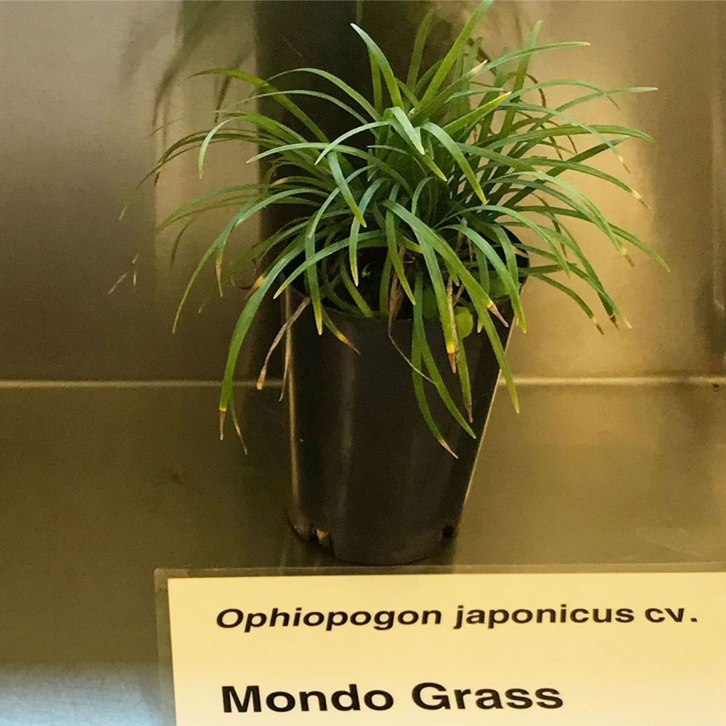 Tanaman hias ophiopogon japonicus daun besar