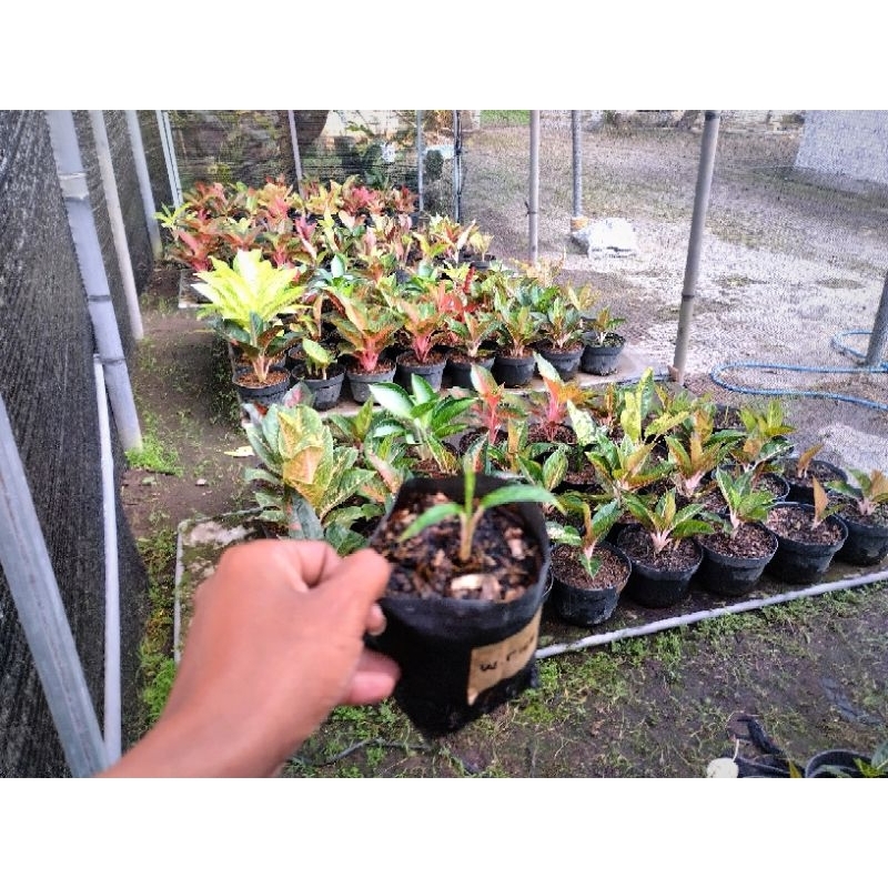 AGLONEMA WHITE CRISPY/NN,KELADI PINK CLOUD