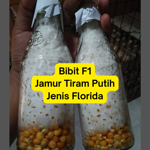 

Bibit f1 jamur tiram putih jenis florida