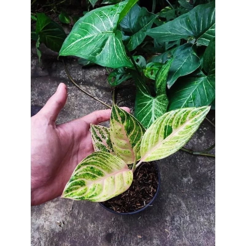 Aglonema sexy back tanian lokal//Aglonema sexy back tanian lokal