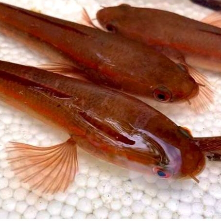 Promo Terbaru Maru Red Barito/Pbun/Lempuyang 10 CM Murah Bonus Ketapang