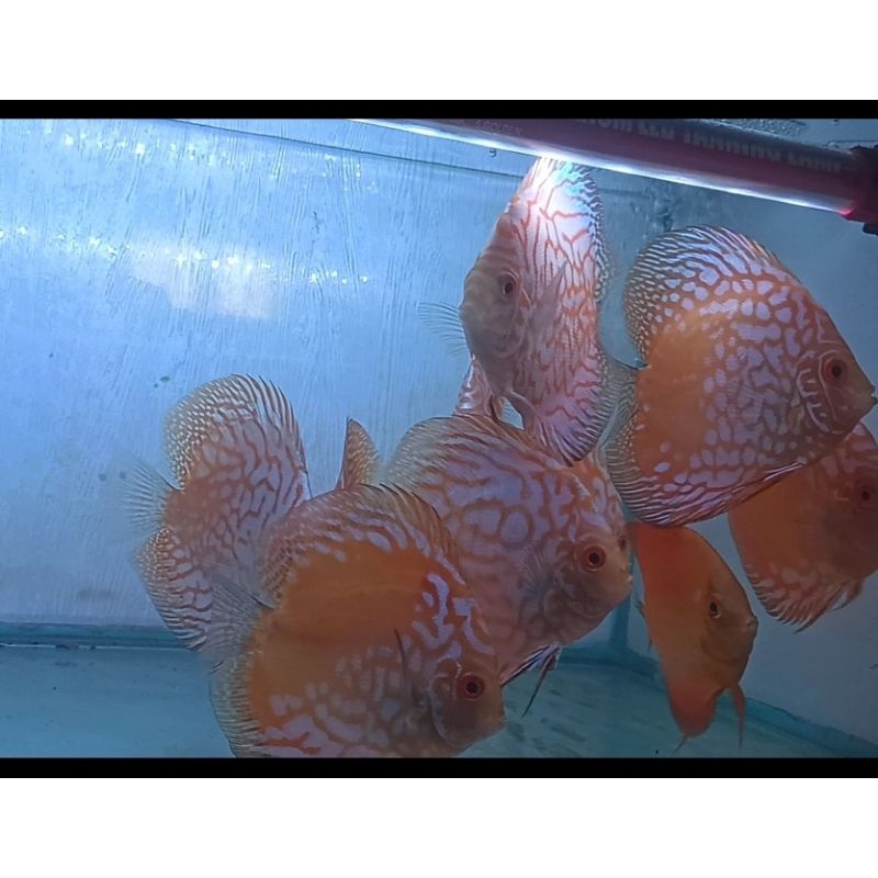 

Ikan Discus