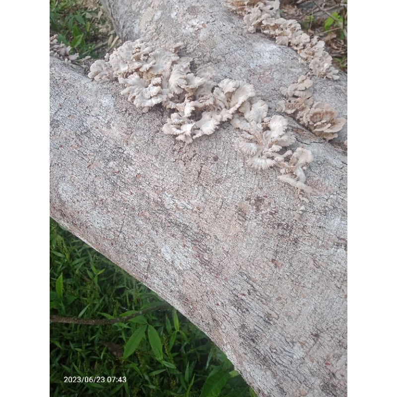 

Jamur Gerigit 100 gr