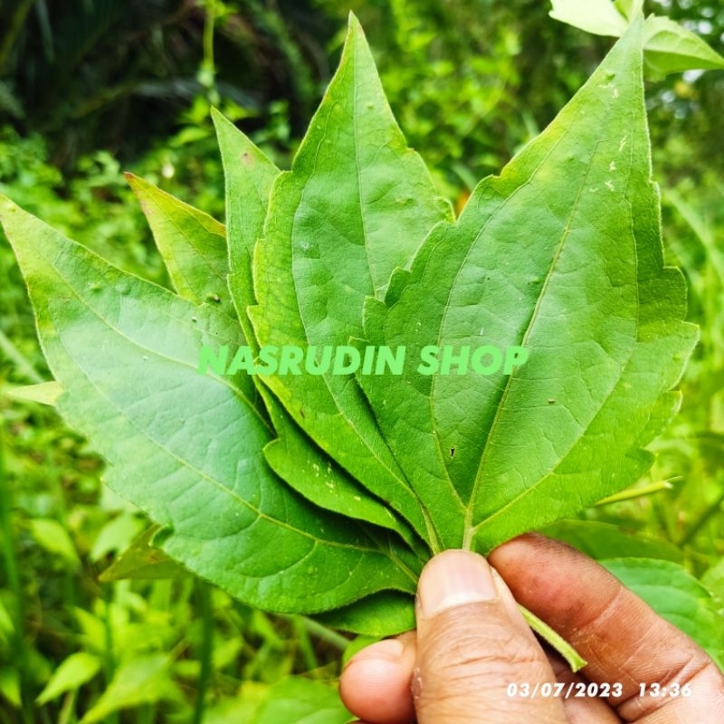 

DAUN KOPASANDA 100 LEMBAR / DAUN KRINYUH / DAUN BLACKACIDA chromolaena odorata OBAT DIABETES ASAM URAT