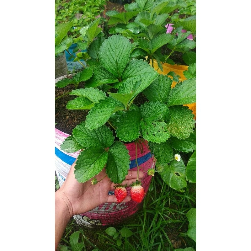 Bibit Strawberry sagahonoka
