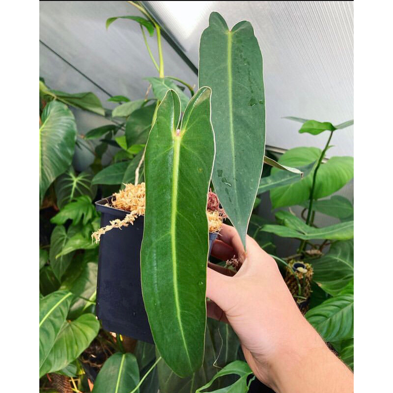 philoex_dendronxz Spiritus sancti