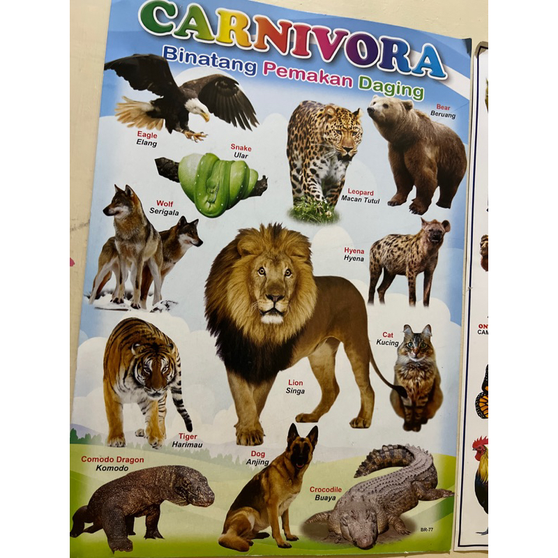 Poster Binatang Anak