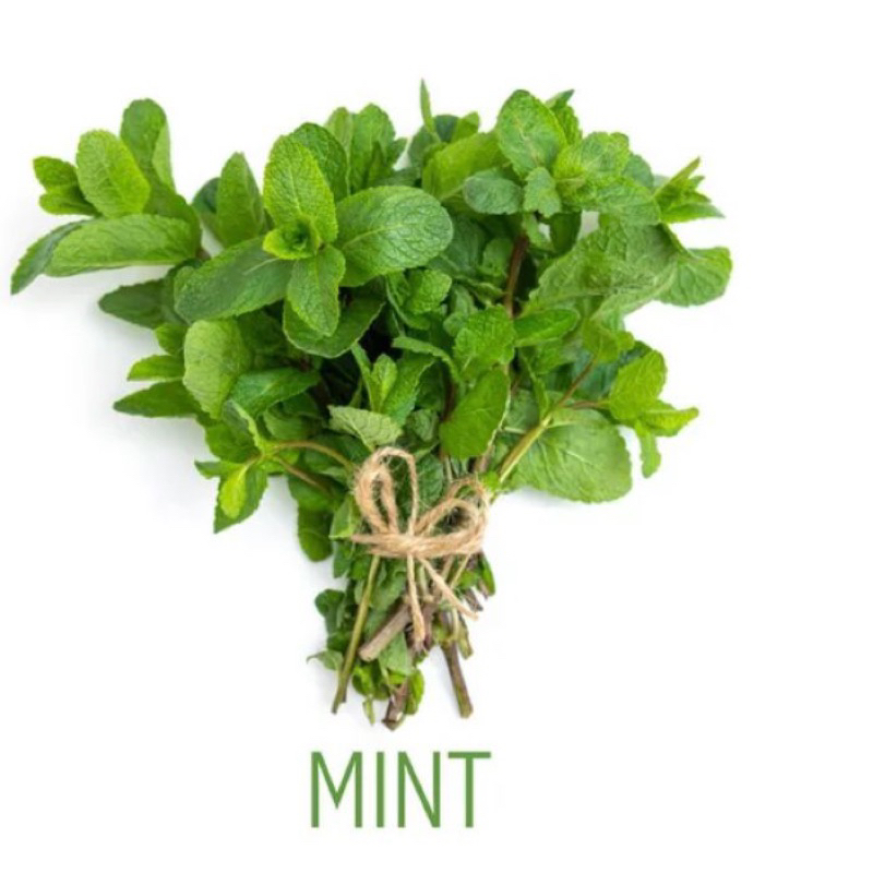 

Daun Mint Segar fresh / Daun Mint Basah