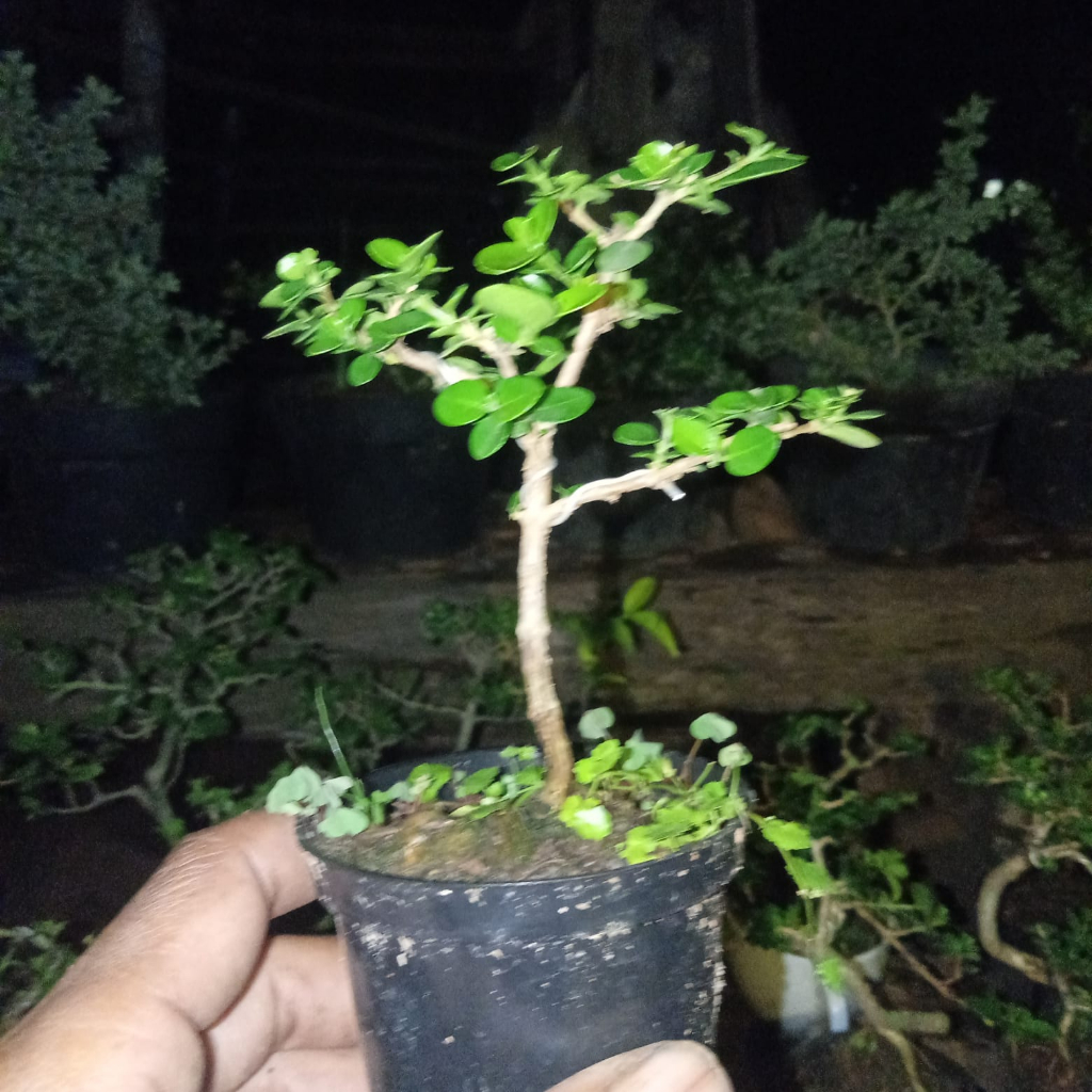 bonsai mini mame sancang